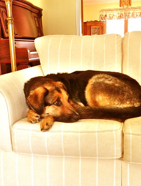 Quincy the dog on the couch